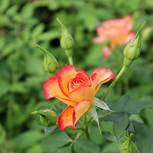 専用　希少　バラ苗　切り花品種　Pinky P*.^ 希少切花薔薇苗 開花株 - メルカリ